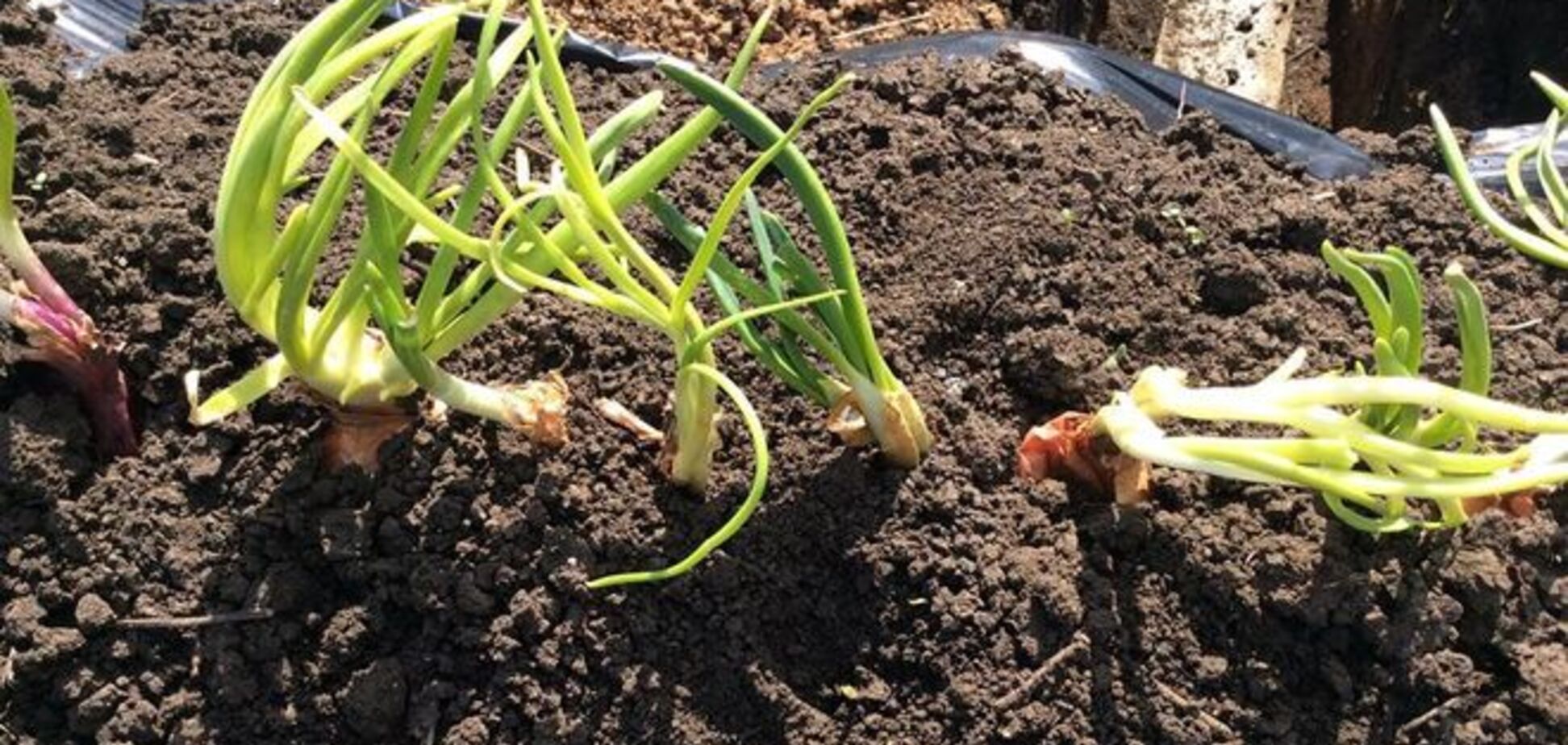 Наші люди ніде не пропадуть: бійці АТО вирощують цибулю і кроликів на вогневих точках - фотофакт
