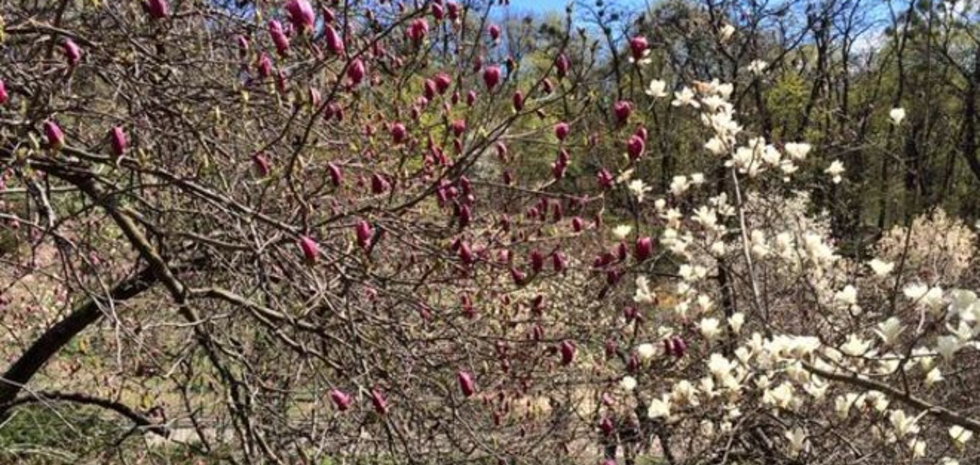 В киевском ботсаду расцветают розовые магнолии: фотофакт