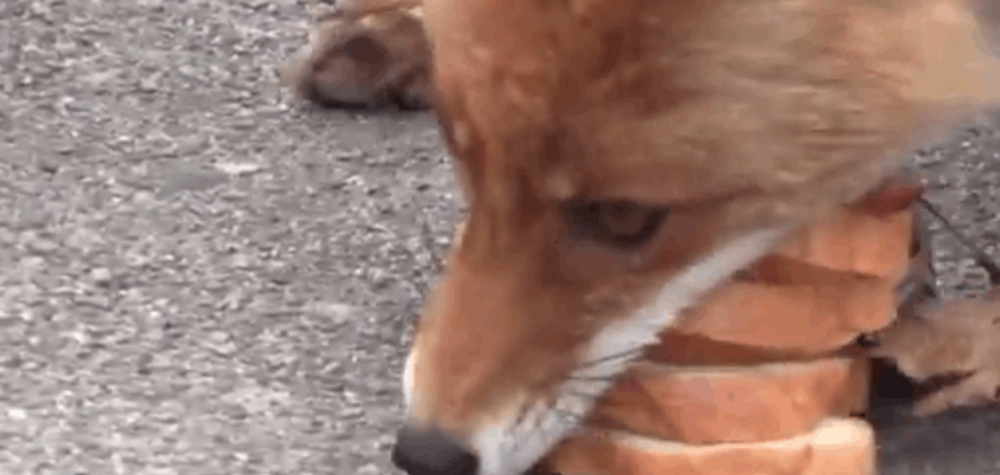 Вы не поверите! Чернобыльский лис умеет делать себе сэндвичи на завтрак: потрясающее видео