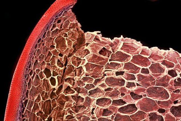 Невероятно, но факт! Как выглядит наша еда под микроскопом: фото