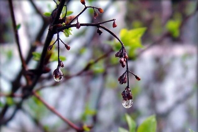 В начале недели весеннее тепло в Украине нарушат дожди и грозы