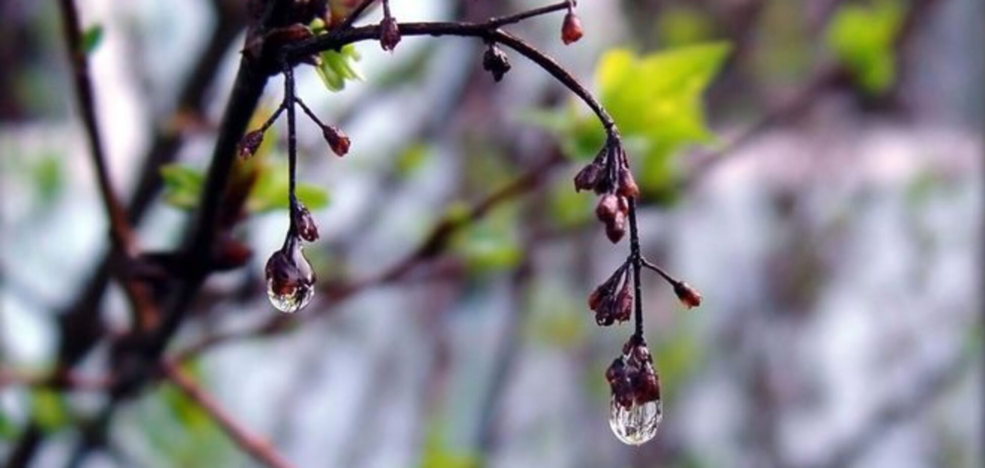 В начале недели весеннее тепло в Украине нарушат дожди и грозы