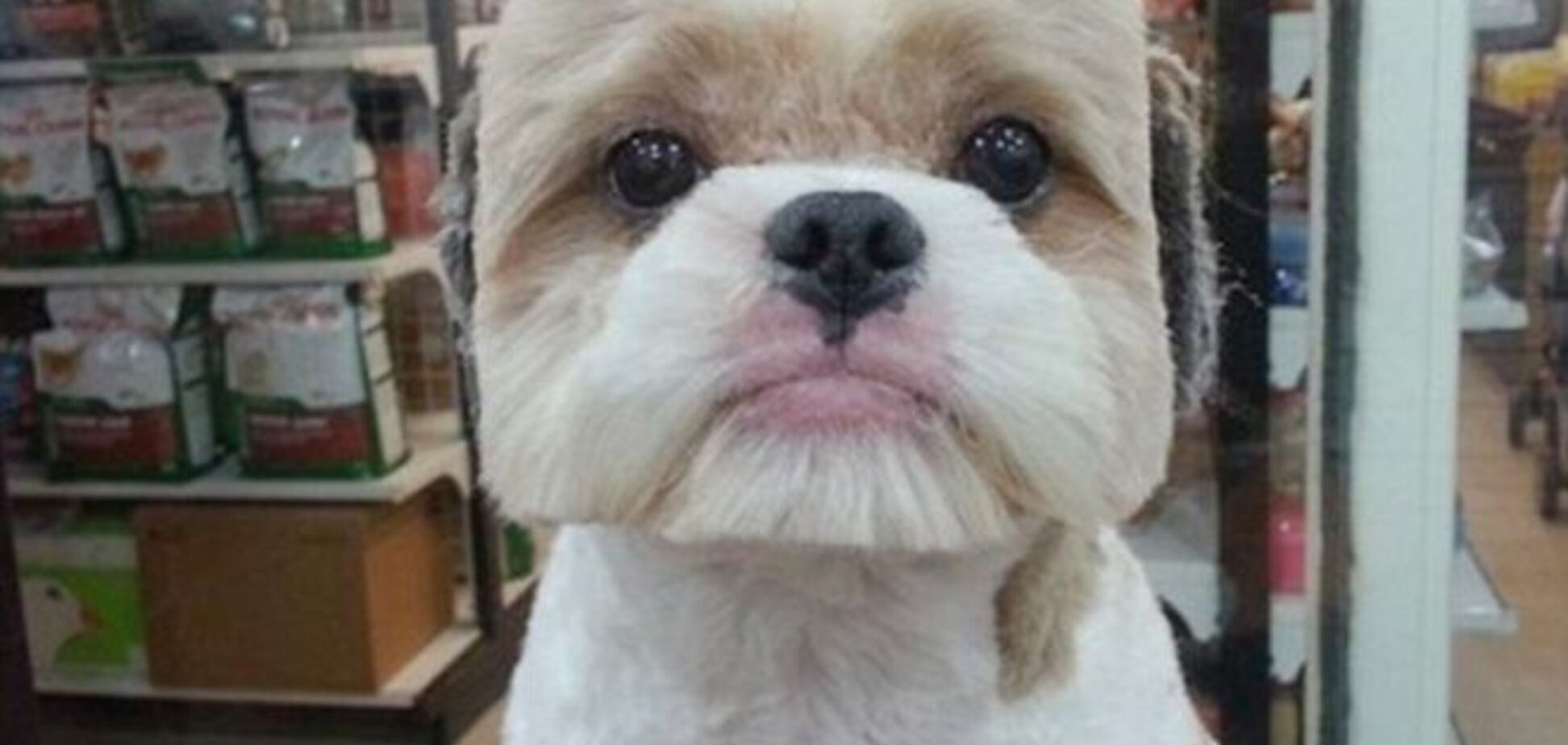 Тайванцы делают собакам квадратные прически, чтобы они стали звездами соцсетей