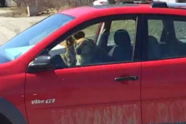 В Канаде собаки 'угнали' авто из ветеринарной клиники