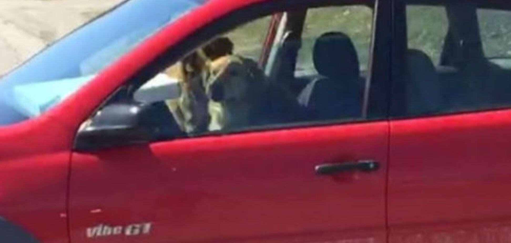 В Канаде собаки 'угнали' авто из ветеринарной клиники