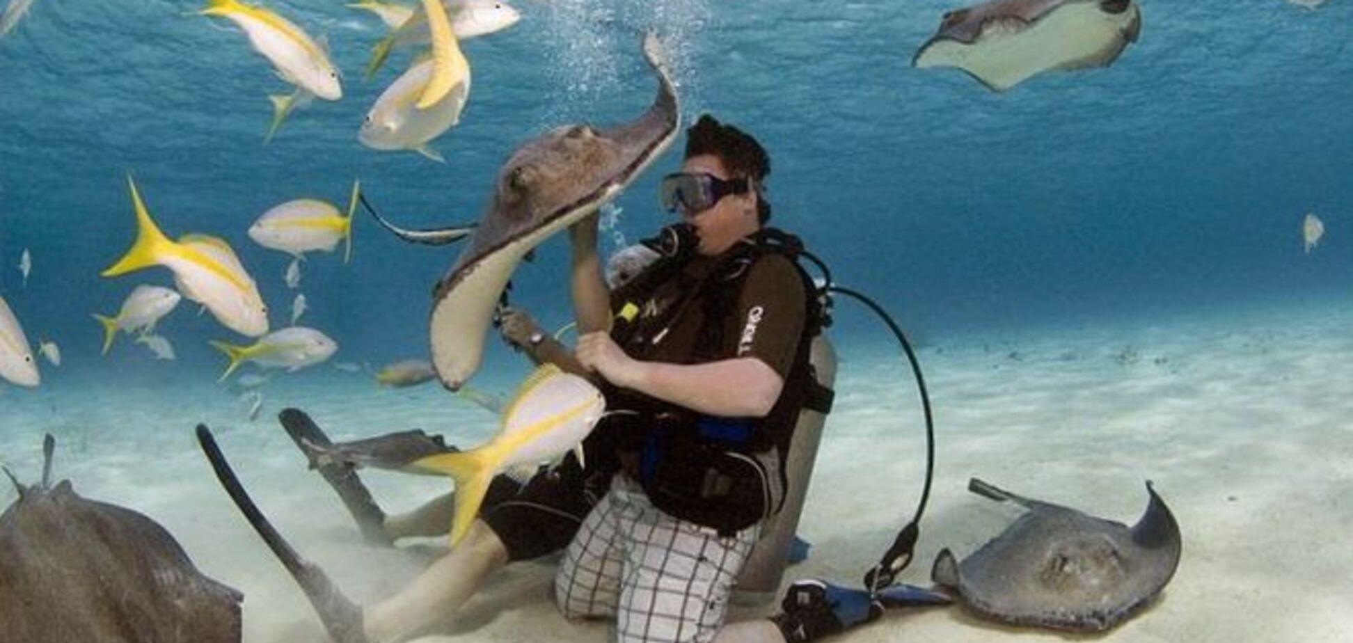 Подводный мир: искусственный 'город' скатов