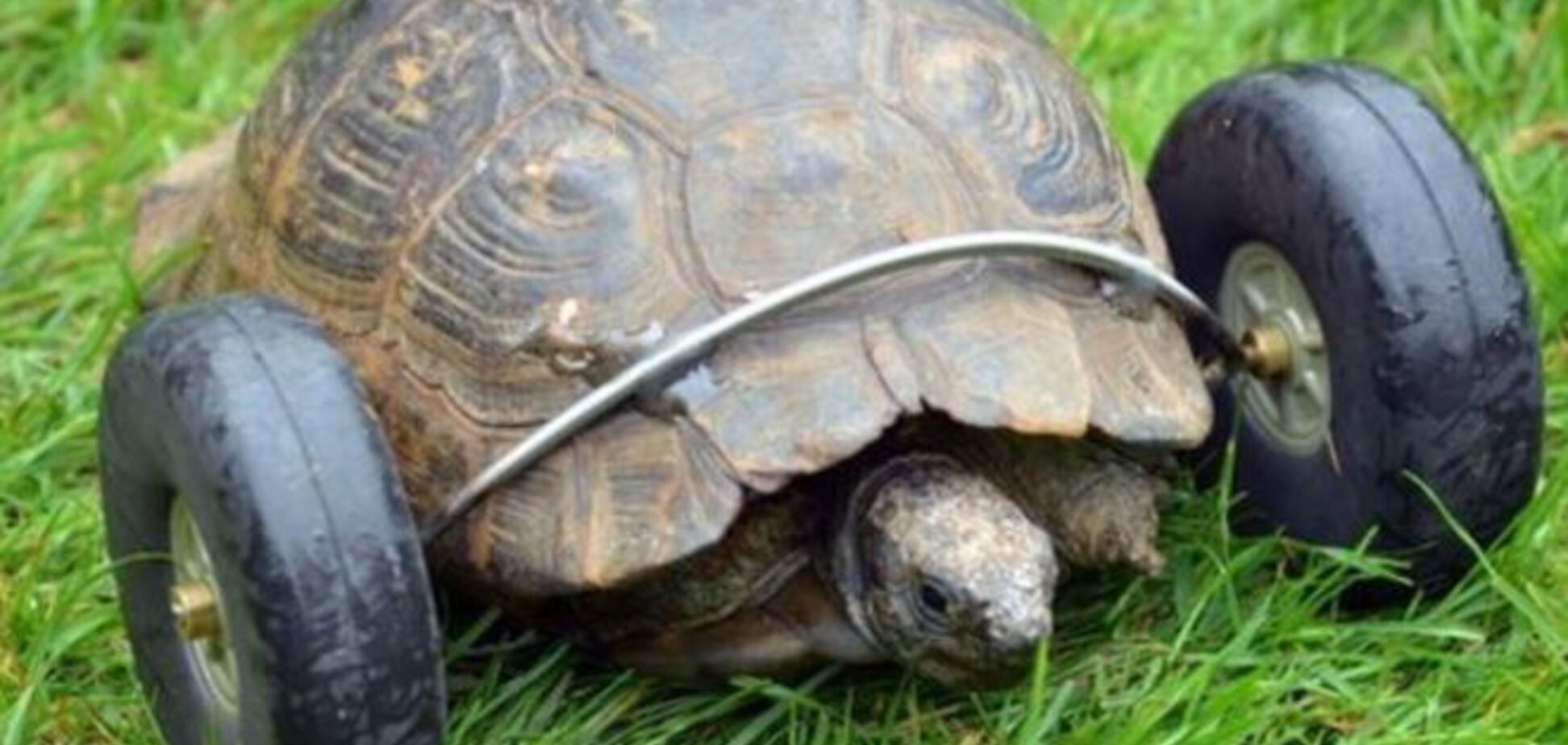 Инженер спас черепаху, прикрутив ей колеса вместо отгрызенных крысами лап