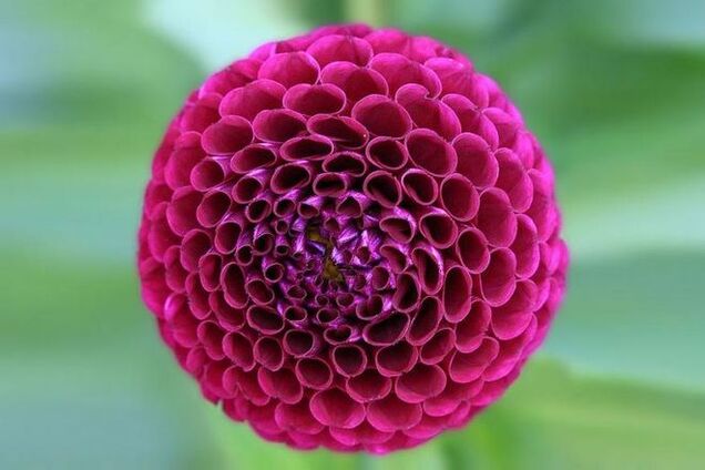 Любителям симметрии: 20 гипнотических растений