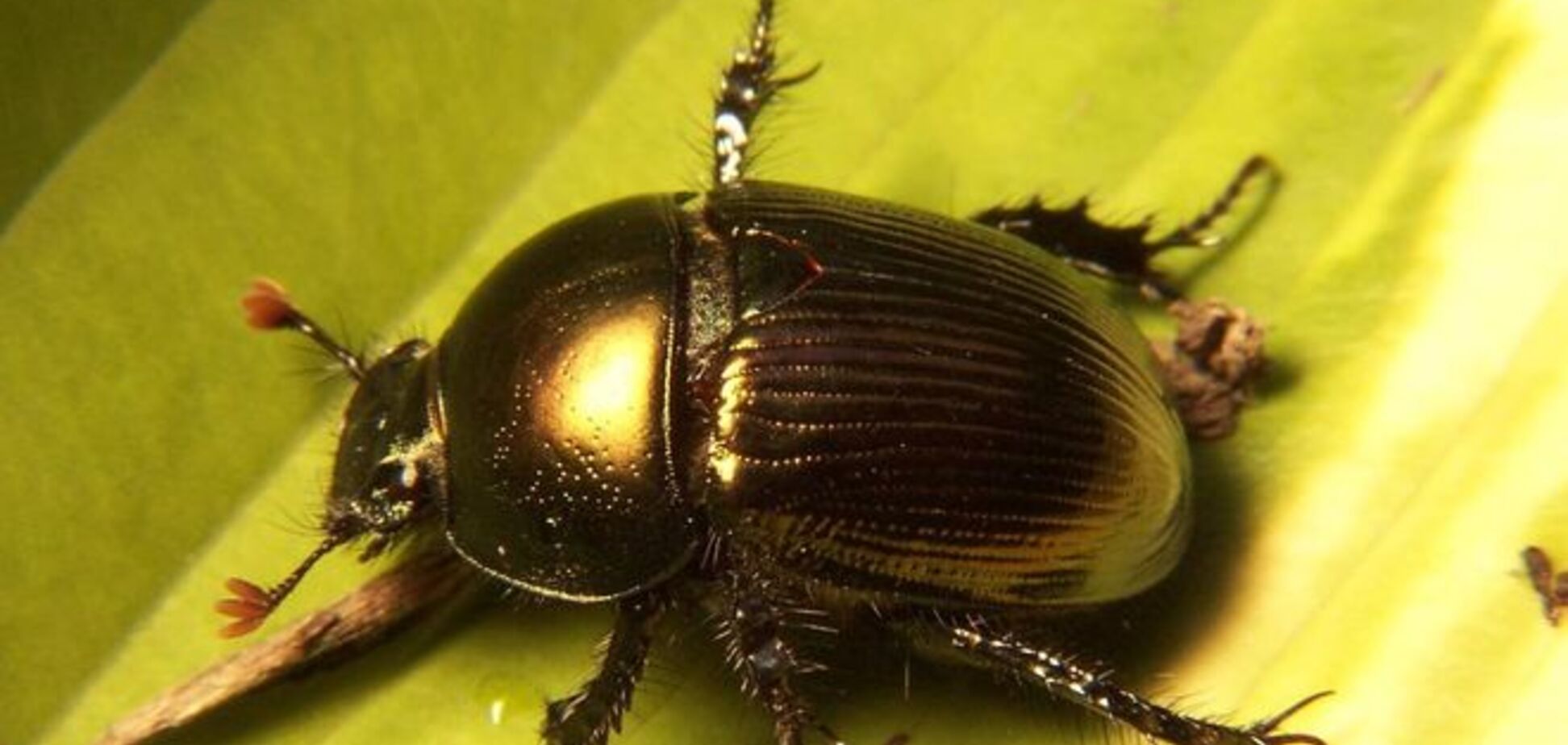 Искусство с душком: в Италии появился музей экскрементов