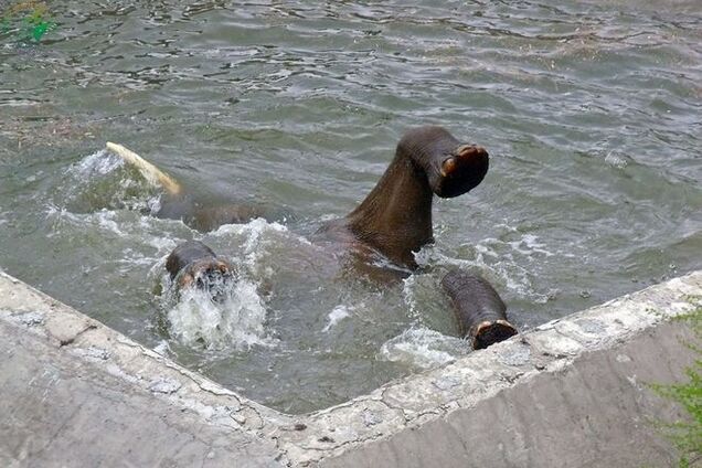 Как купается слон из киевского зоопарка: опубликованы фото