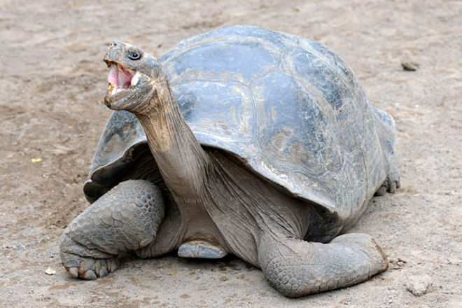 Полиция Германии спасла от гибели гулявшую по рельсам черепаху