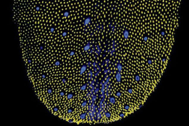 Ученые впервые сфотографировали вкус: удивительные фото