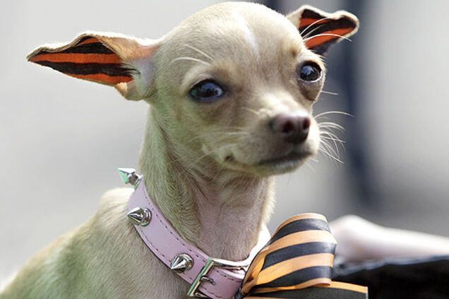 'Бананывоевали': как 'креативные' россияне используют георгиевскую ленту – странные фото