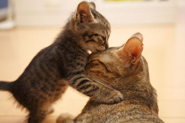 20 трогательных фото животных, знающих силу материнской любви