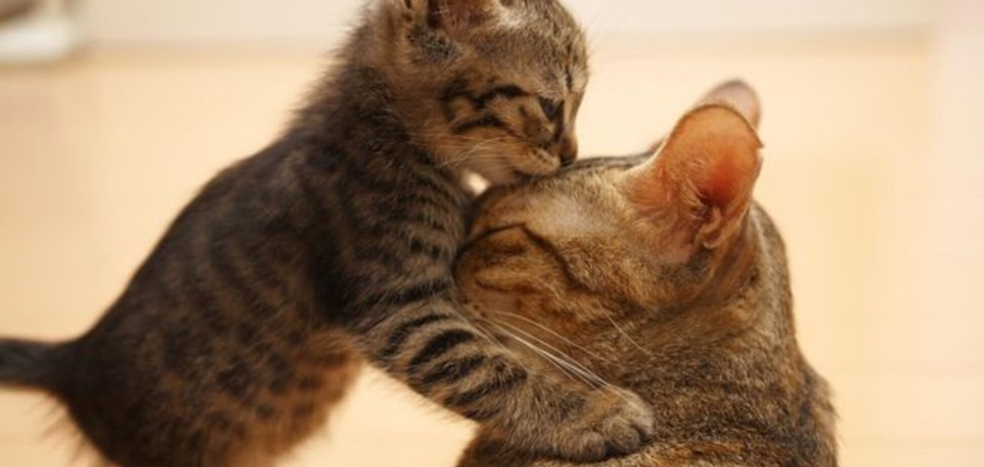 20 трогательных фото животных, знающих силу материнской любви