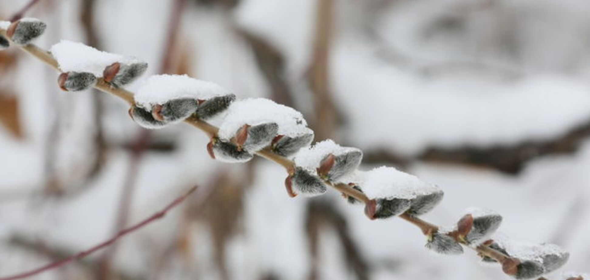 Вербное воскресенье Украина встретит в снегу