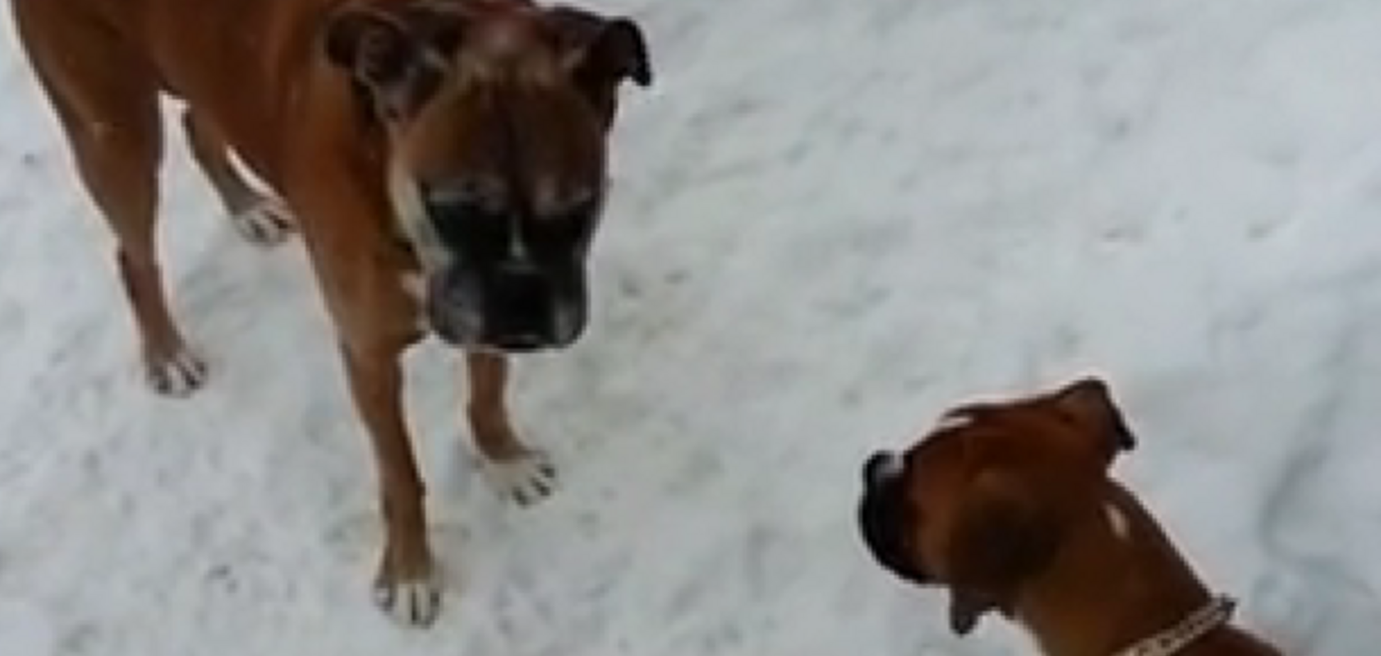 'Собака-издевака' стала хитом интернета: опубликовано видео