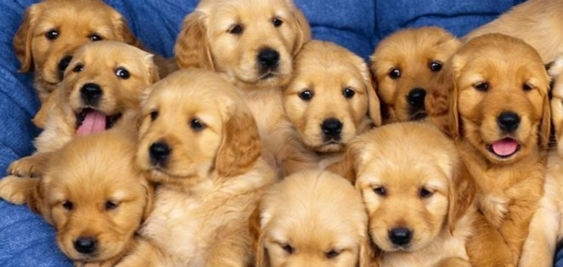 Топ-10 самых 'мимимишных' научных экспериментов