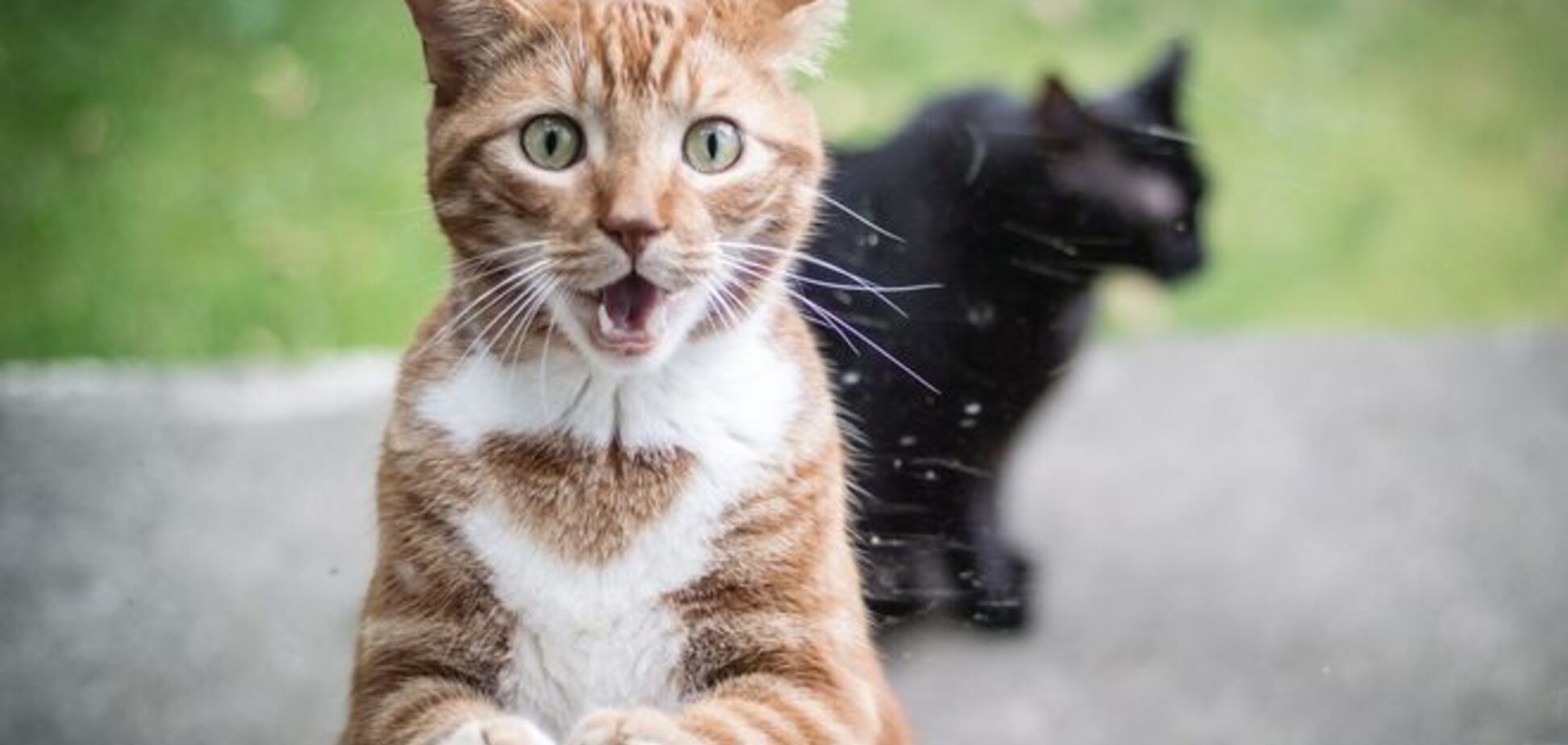 Забудьте о платье: интернет сломал головы над загадкой с котом