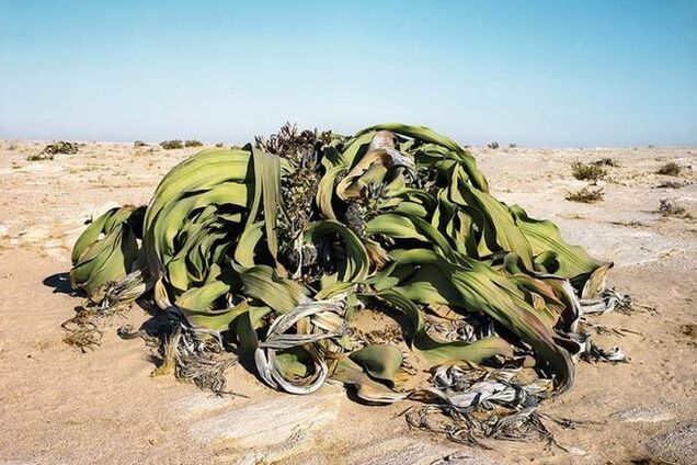 7 самых старых живых существ на планете