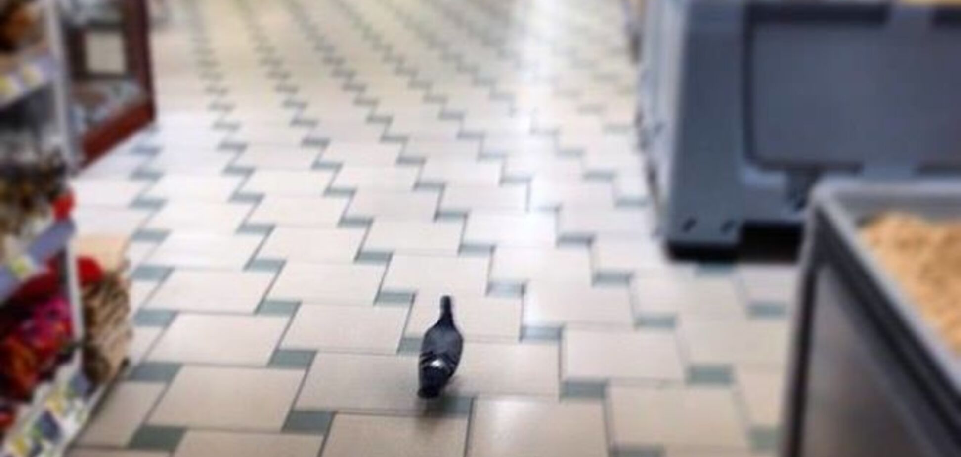 В киевском супермаркете поскандалили из-за голубя