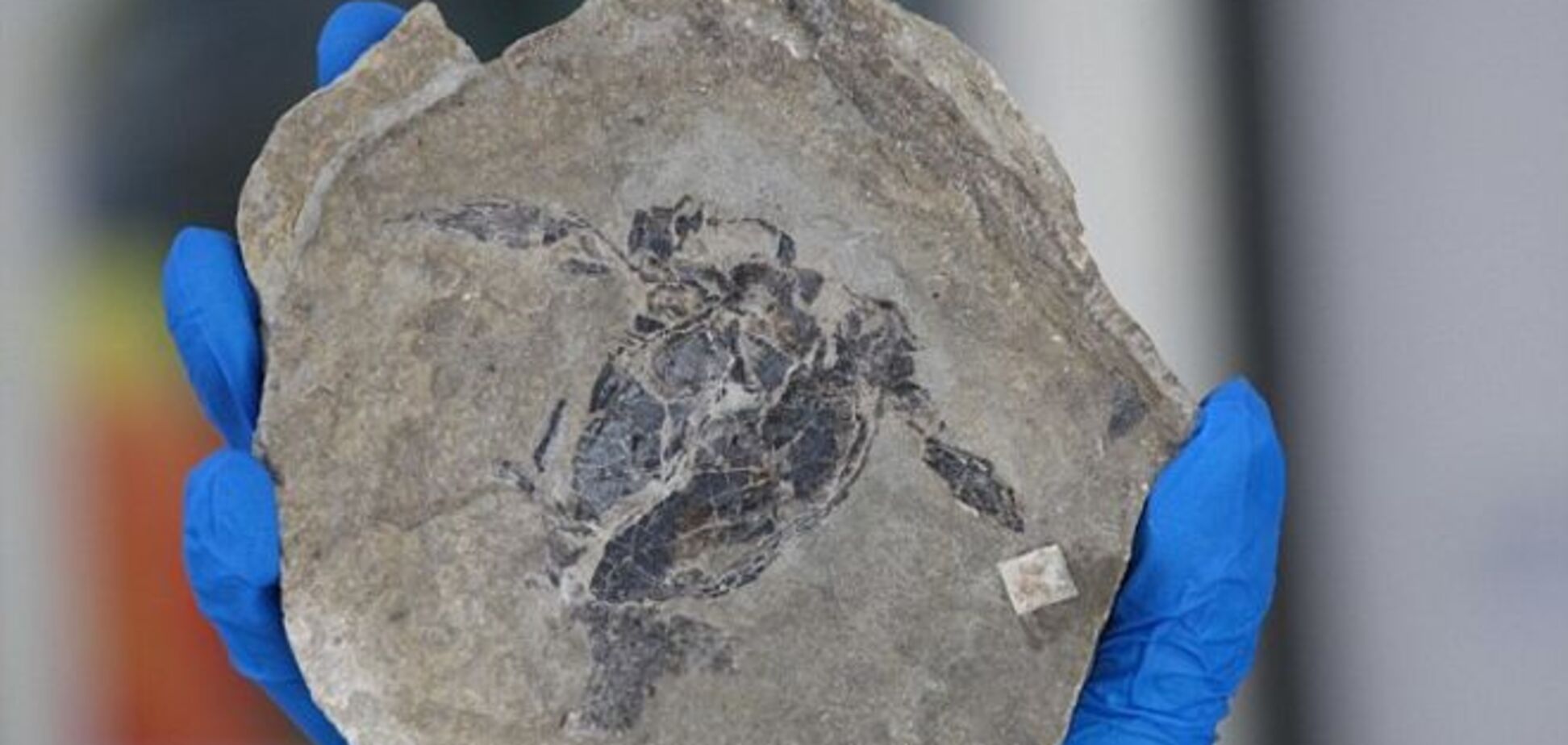 Ученые нашли  окаменелые останки 'прабабушки' Лох-Несского чудовища: фотофакт