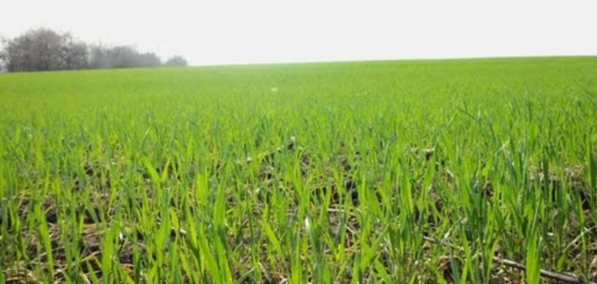 Одно из крупнейших сельхозпредприятий снижает яровые посевы