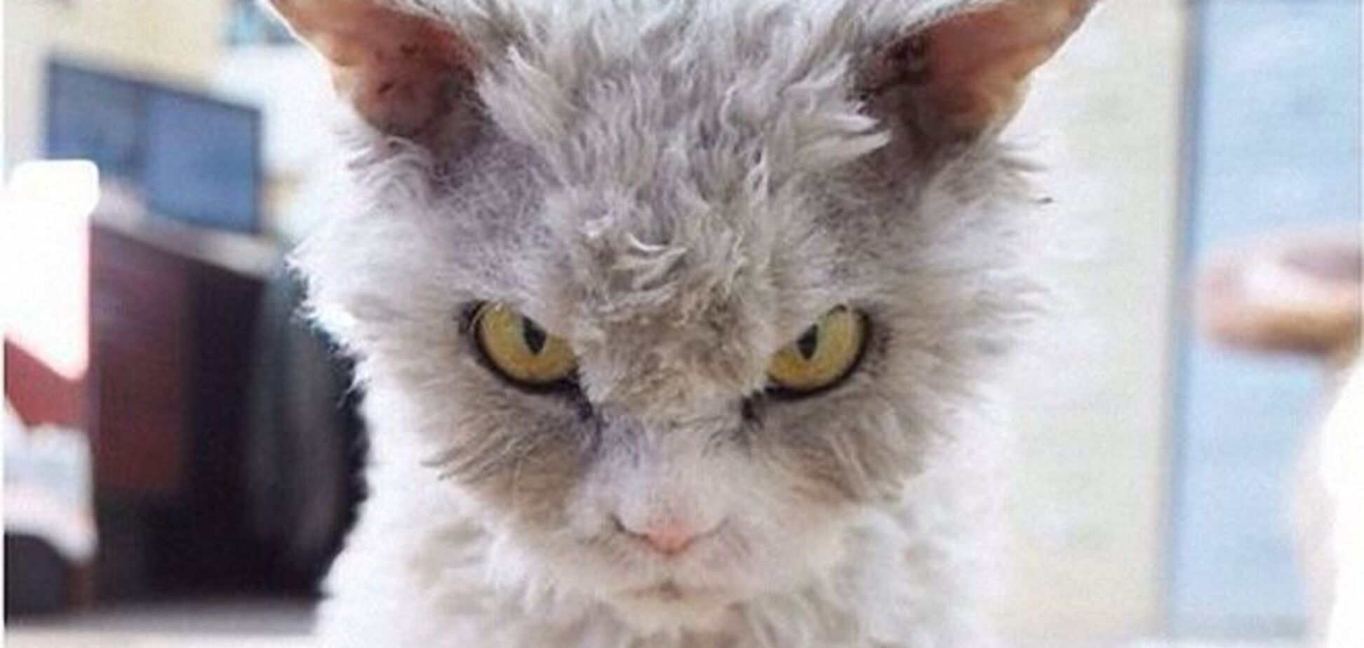 Интернет покорил кот Альберт – самый злобный кот в сети