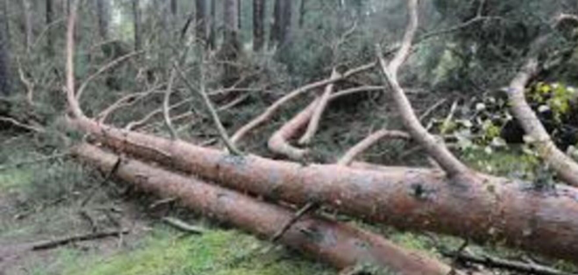 В Киеве на мужчину упало дерево