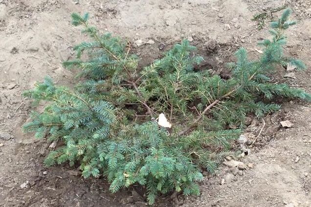 В киевском сквере Небесной Сотни вандалы спилили елку: фотофакт