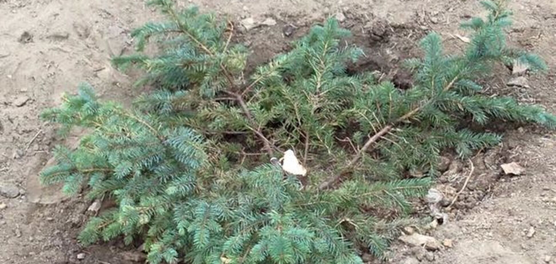 В киевском сквере Небесной Сотни вандалы спилили елку: фотофакт