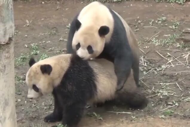 Любовные игры панд поставили ученых в тупик: животные рекордное время занимались сексом