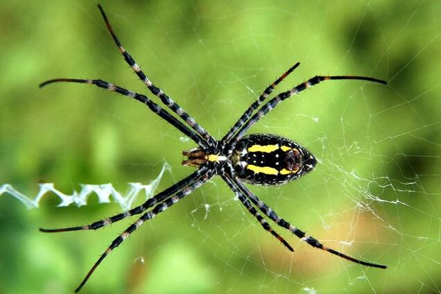 Ученые доказали, что люди начали бояться пауков в ходе эволюции