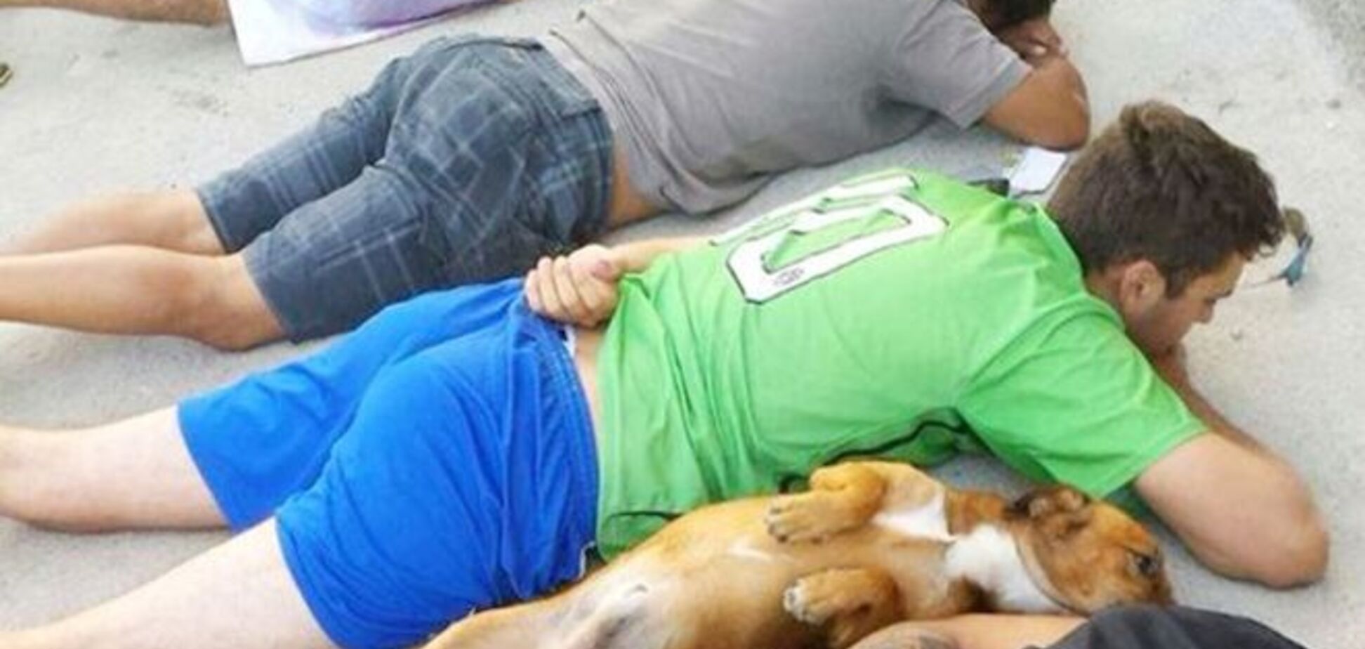 В Бразилии собака наркоторговцев сама сдалась полиции: фотофакт