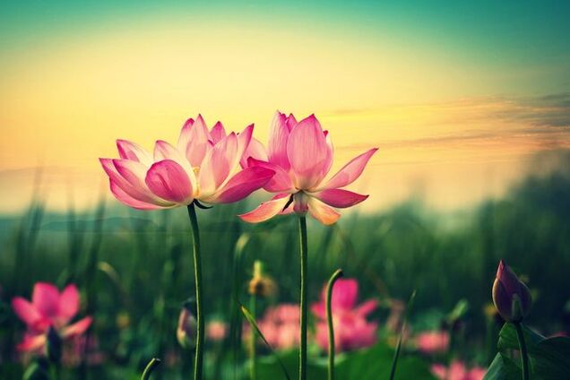 Как весной распускаются красивейшие цветы Земли: великолепное видео