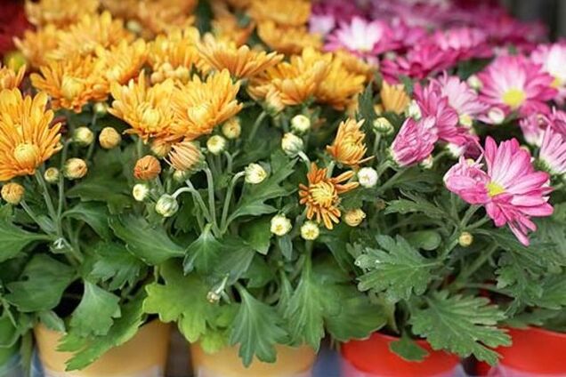 Лучшие комнатные растения, которые заменят вам очиститель воздуха