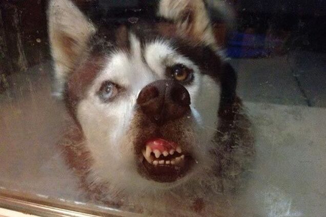 17 уморительных животных, которые обожают лизать окна