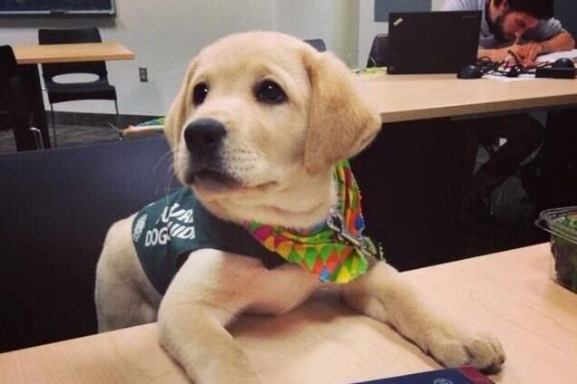 15 собак, которые не имеют понятия, зачем им дали книги