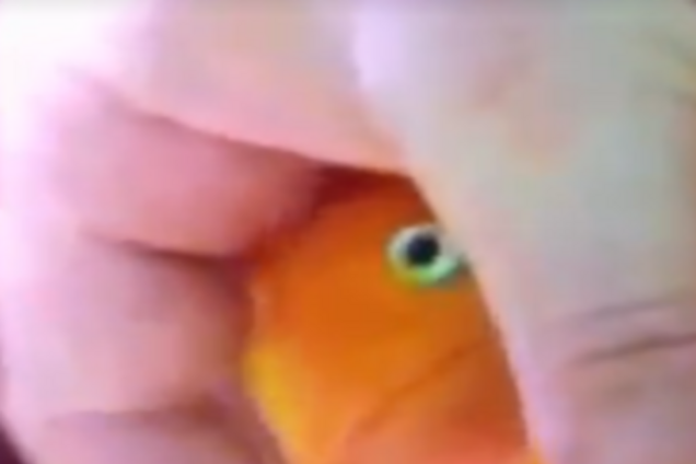 Домашняя рыбка считает себя собакой