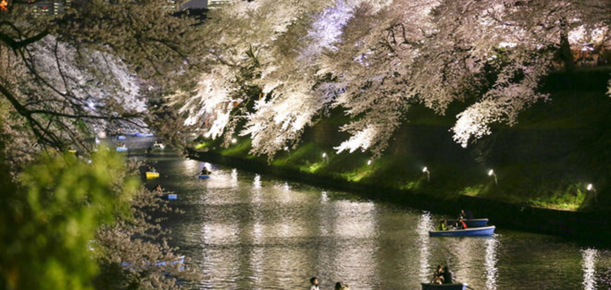 Как расцвел мир весной: самые потрясающие фото с разных стран