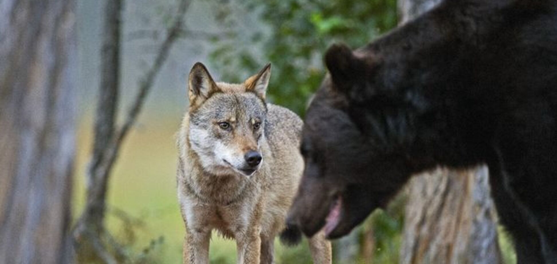 Рада позаботилась о волках, медведях и дельфинах