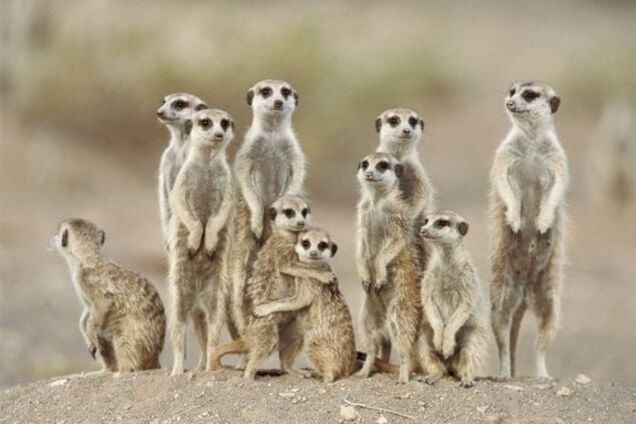 Фирташ как зеркало политической проституции