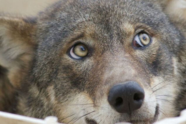 В Грузии в центре города спасатели расстреляли волка