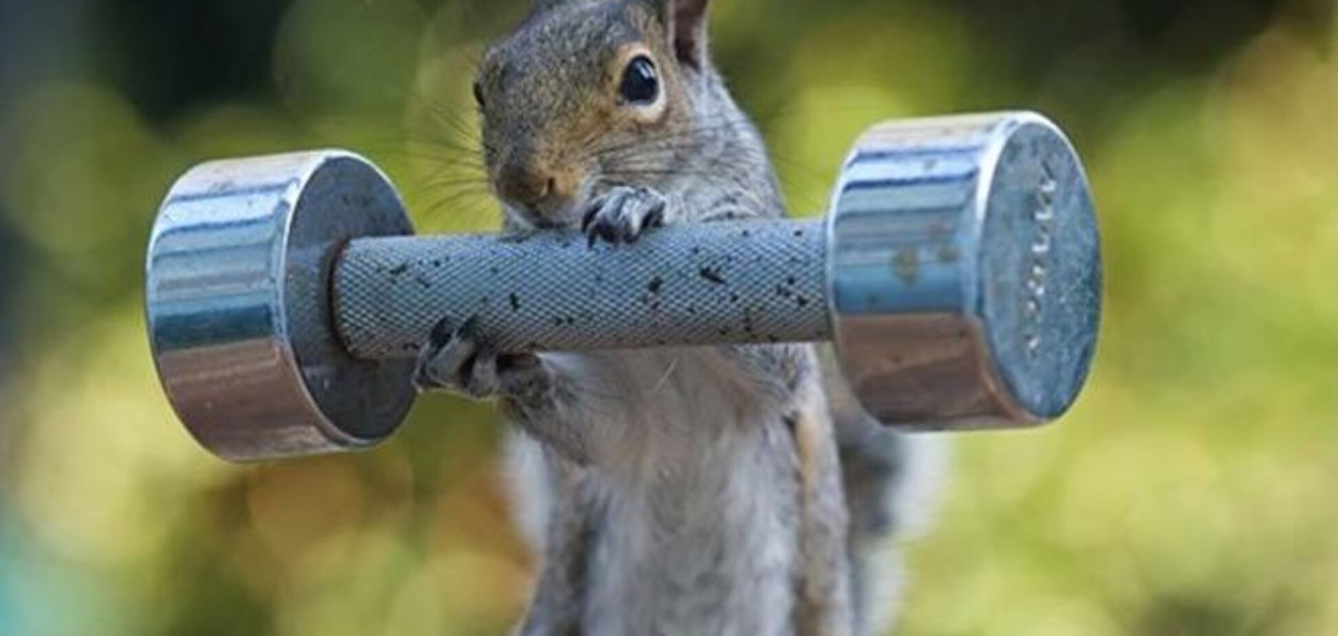 Белки-культуристки! Забавные грызуны с гантелями взорвали интернет
