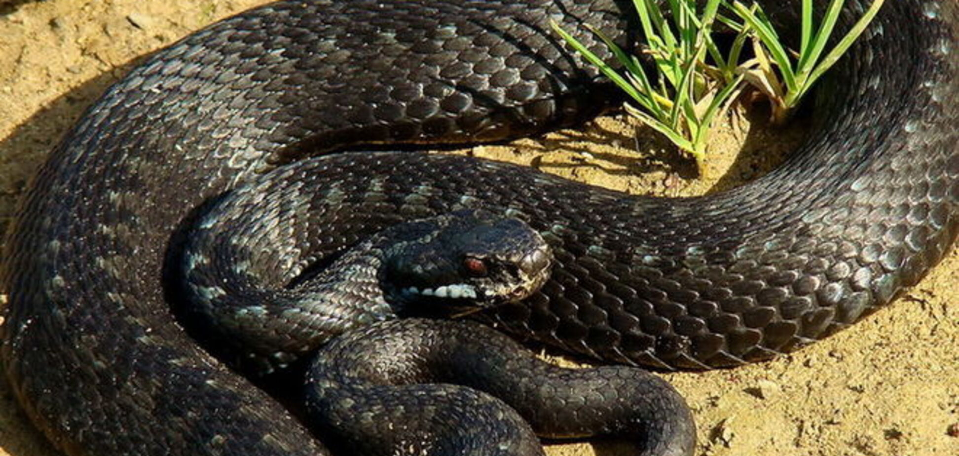 Под Киевом гадюка укусила 8-летнюю девочку