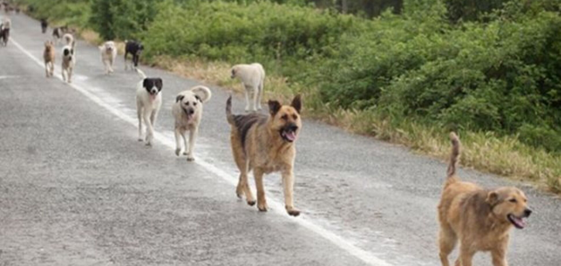 Создана чудо-машина, которая спасает от голода бездомных животных