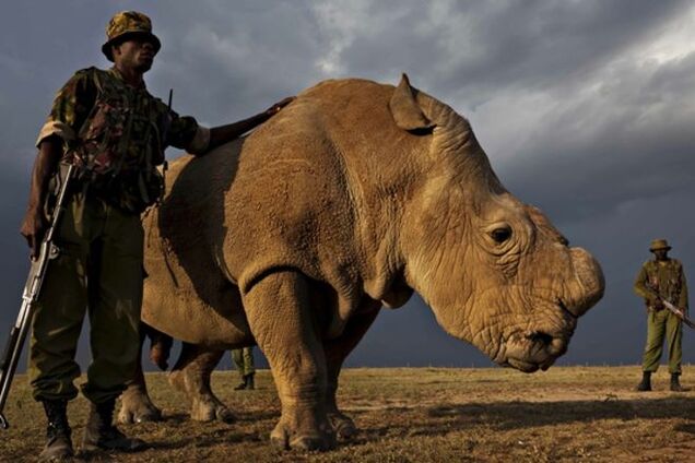 Борьба за жизнь: мир спасает единственного самца северного белого носорога
