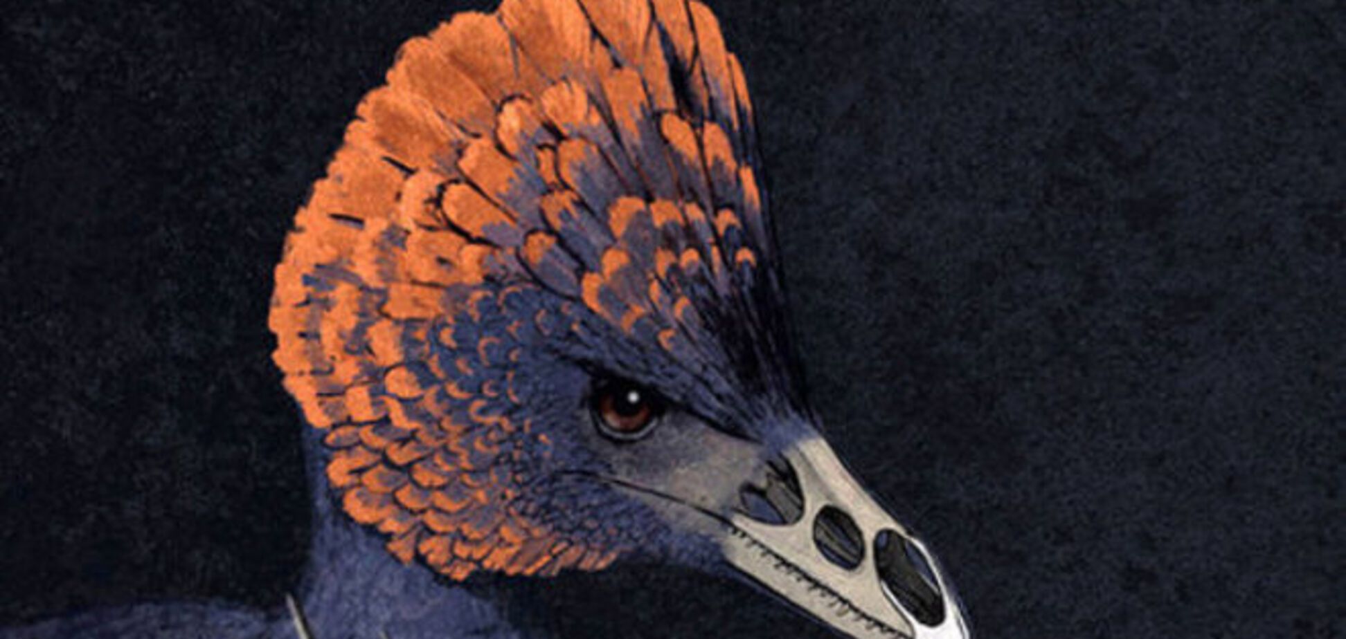 Динозавр-курица подсказал ученым, как у птиц появился клюв