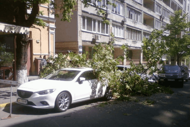 В Киеве на автомобили упало дерево: фотофакт