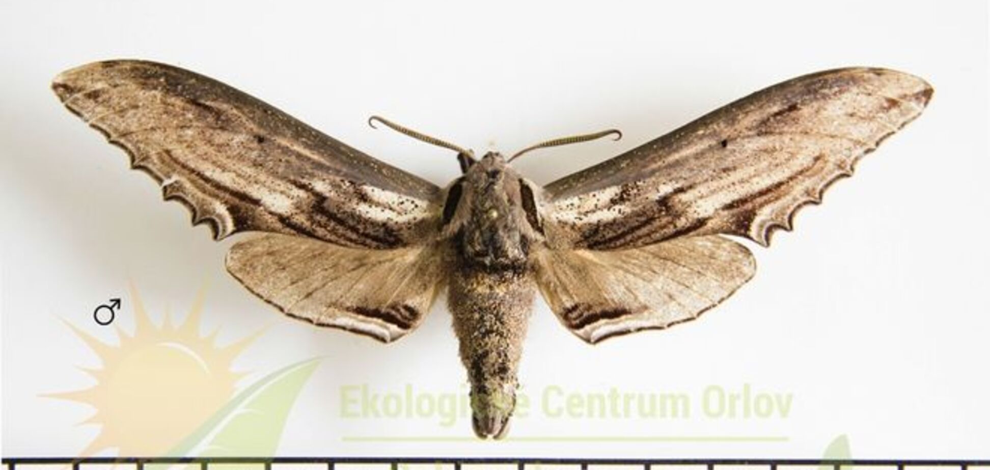 В Китае поймали гигантского мотылька-ястреба